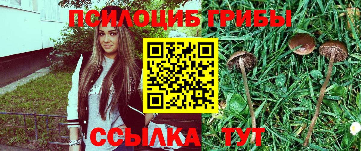 Галлюциногенные грибы Cubensis  Вход с VPN  Мариинск 